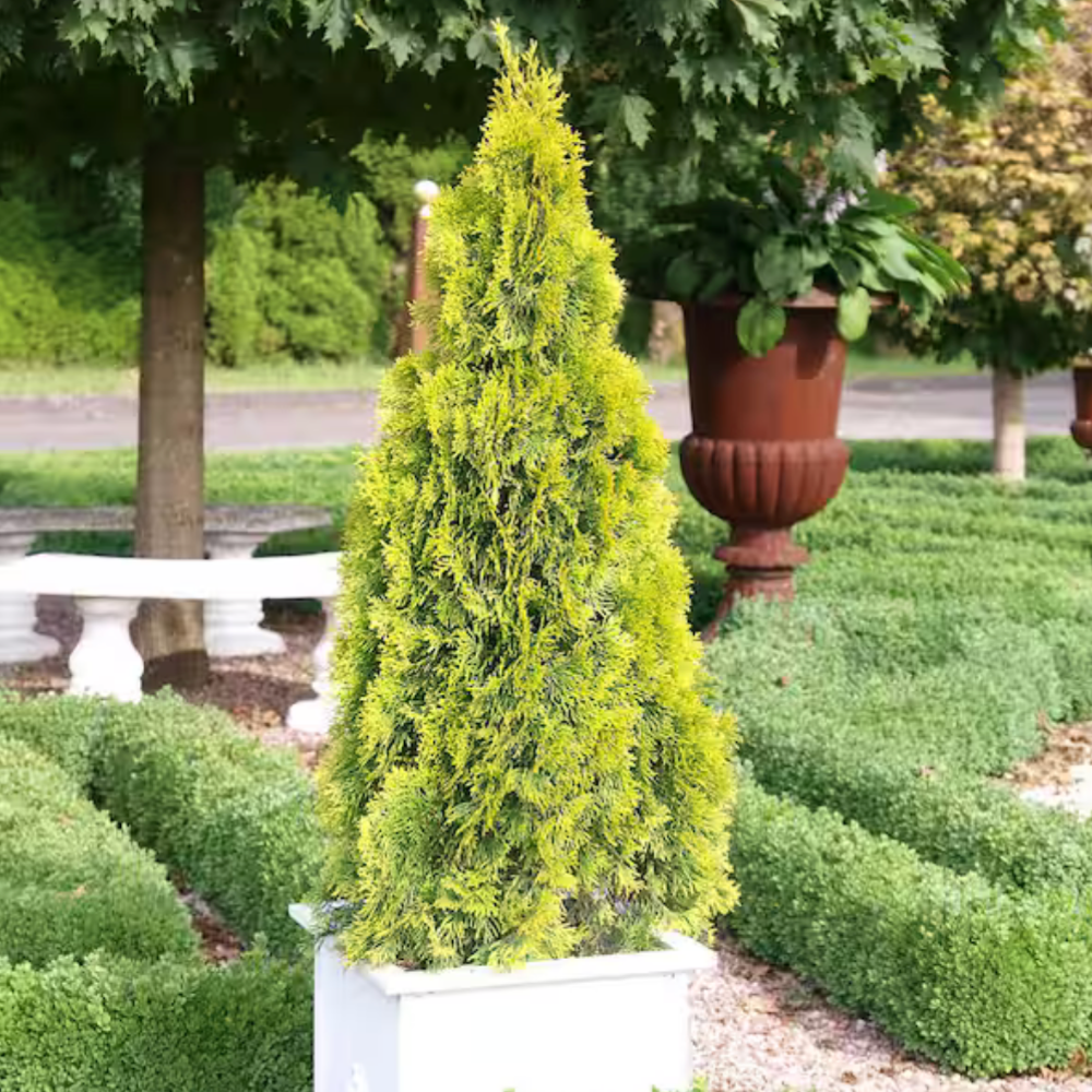 Thuja Highlights ~ Arborvitae