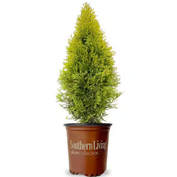 Thuja Highlights ~ Arborvitae