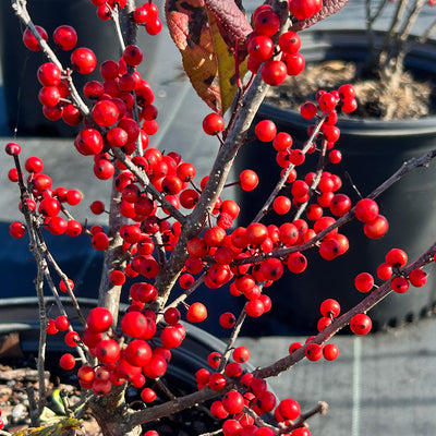 Ilex Sparkleberry - GoBuyPlants