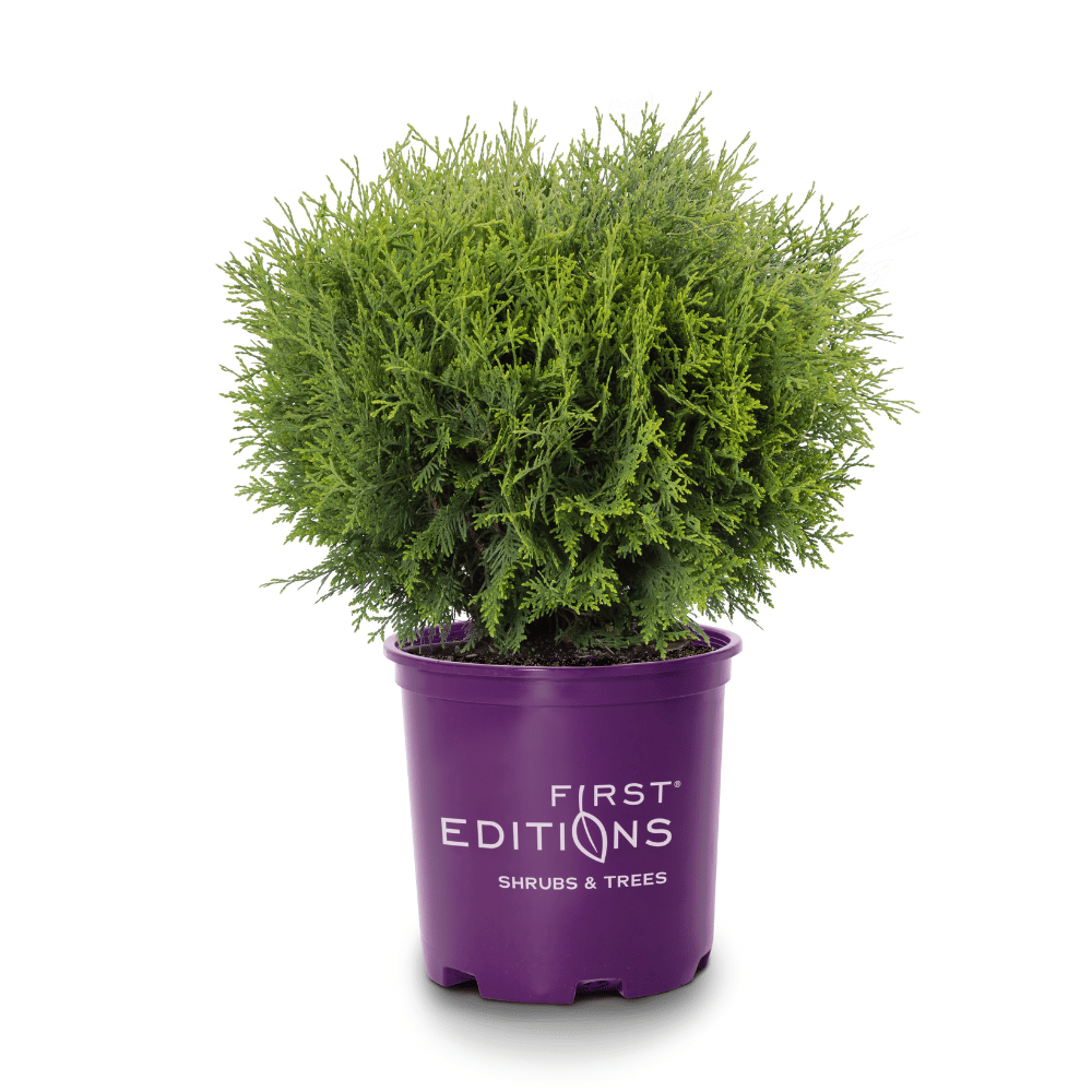 Thuja Planet Earth™ ~ Arborvitae