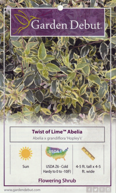 Twist of Lime Abelia