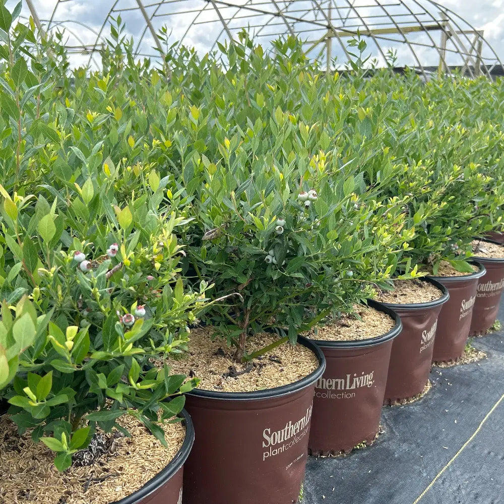 Vaccinium DownHome Harvest Hello Darlin ~ Blueberry