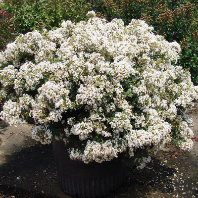 Diamond Dazzle™ Dwarf Crape Myrtle