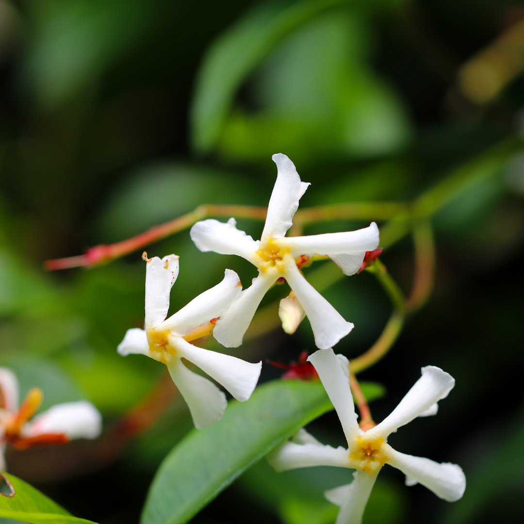 Trachelospermum asiaticum ~ Asiatic Jasmine