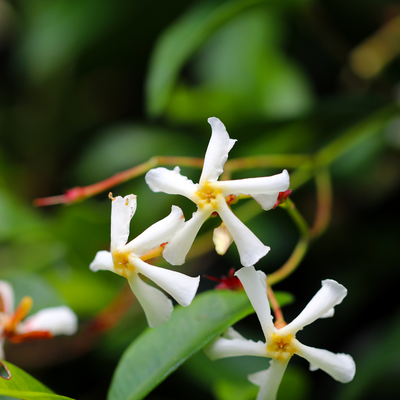 Asiatic Jasmine