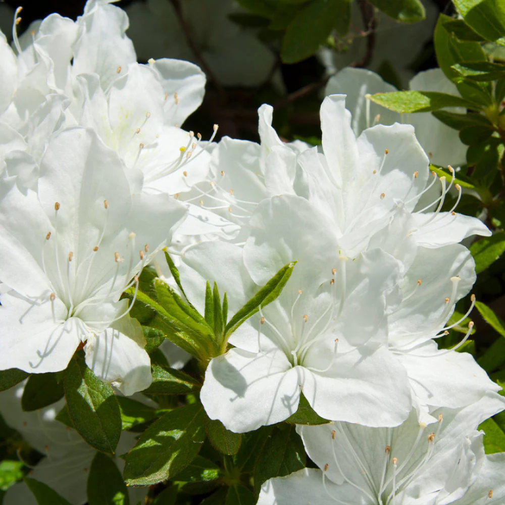 Delaware Valley White Azalea with clear white spring flowers and green foliage