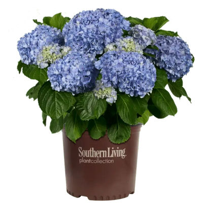 Hydrangea m. Big Daddy ~ PP4527 - GoBuyPlants