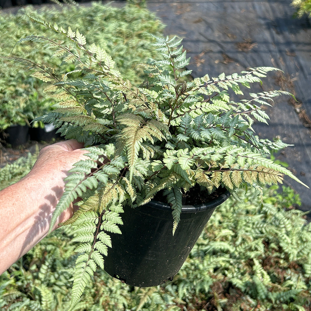Japanese Painted Fern plant in a 1-gallon pot, showcasing its distinctive variegated purple and green fronds.