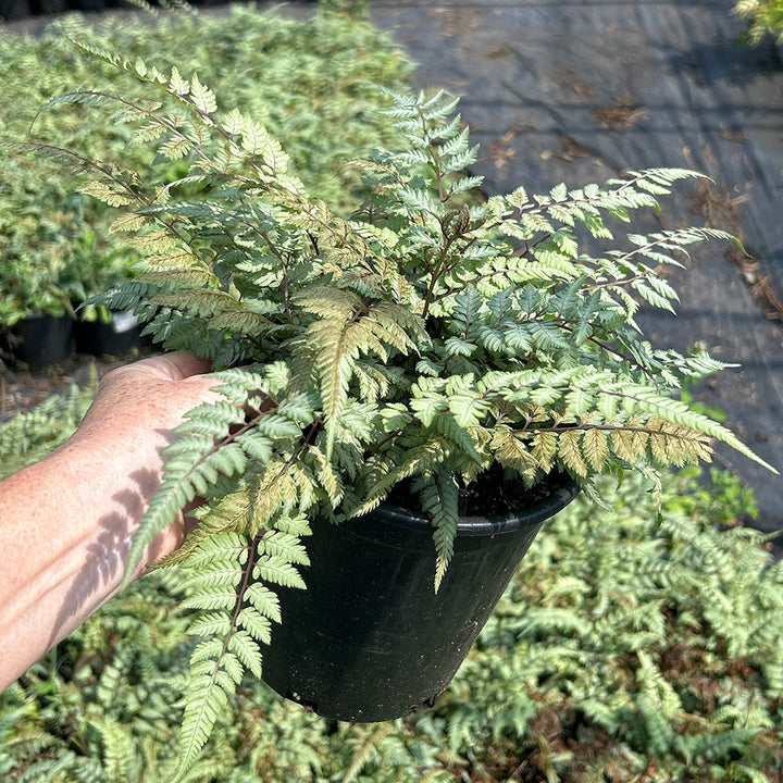 Japanese Painted Fern plant in a 1-gallon pot, showcasing its distinctive variegated purple and green fronds.