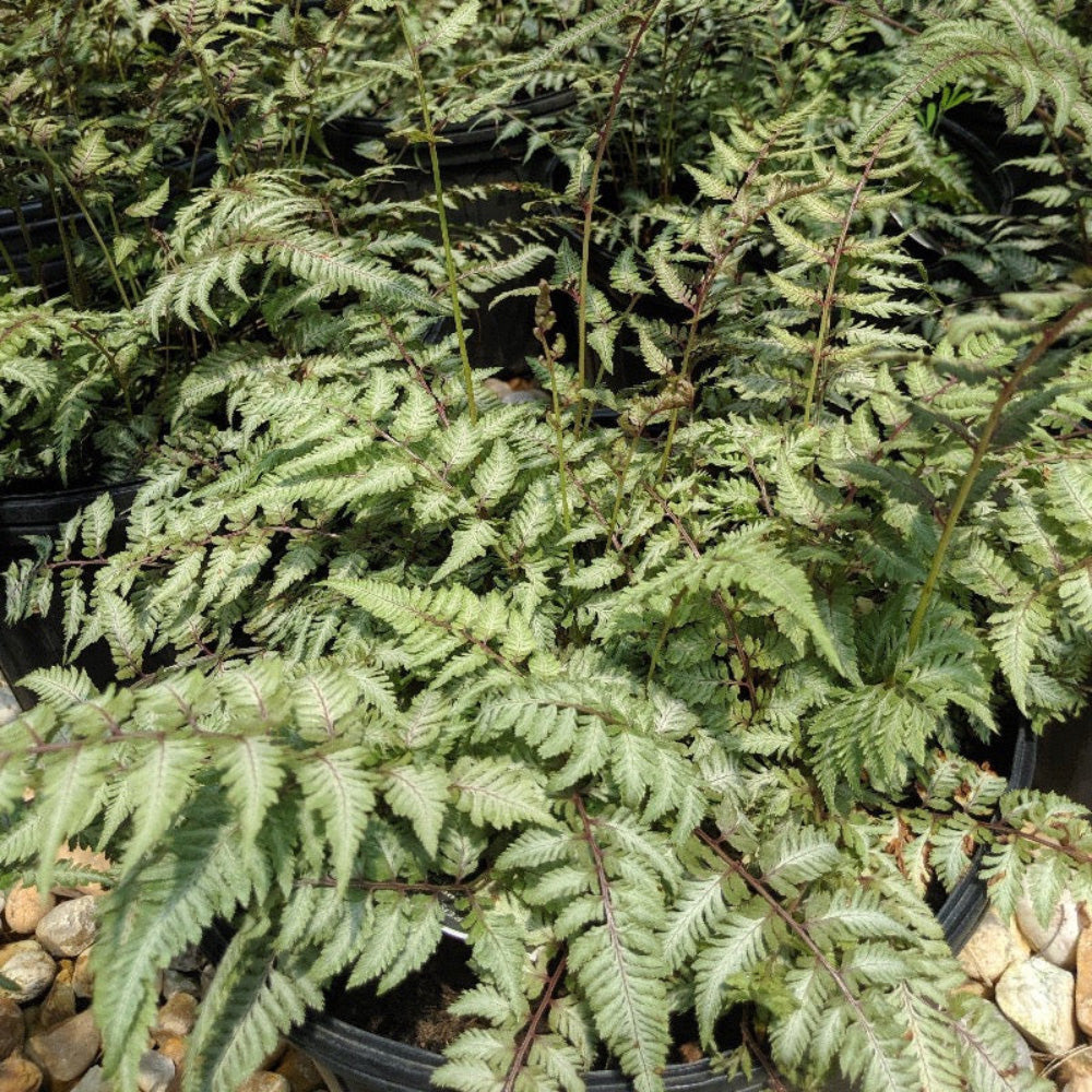 Japanese Painted Fern A plant in a 1-gallon pot, showcasing vibrant, variegated green and purple foliage, ideal for shaded gardens.