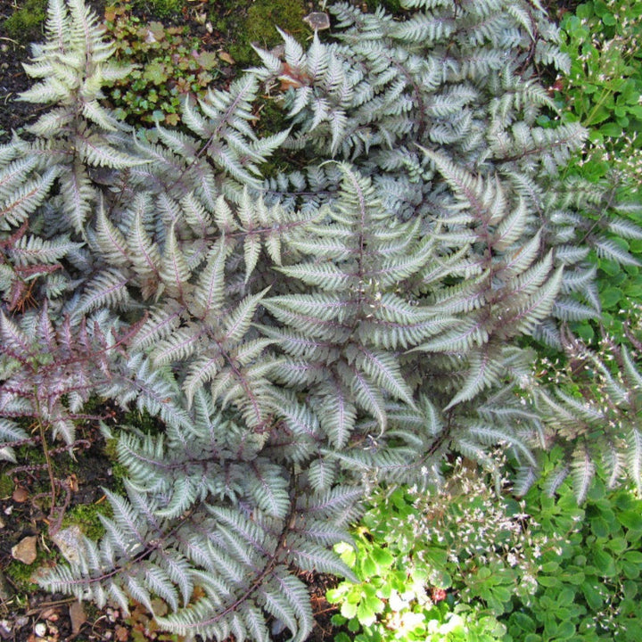 Japanese Painted Fern A, 1-gallon deciduous fern shrub with vibrant variegated leaves, from GoBuyPlants.
