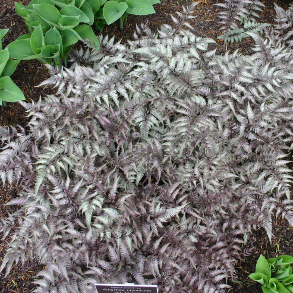 Japanese Painted Fern, 1-gallon deciduous shrub with vibrant, variegated green and purple foliage, from GoBuyPlants.