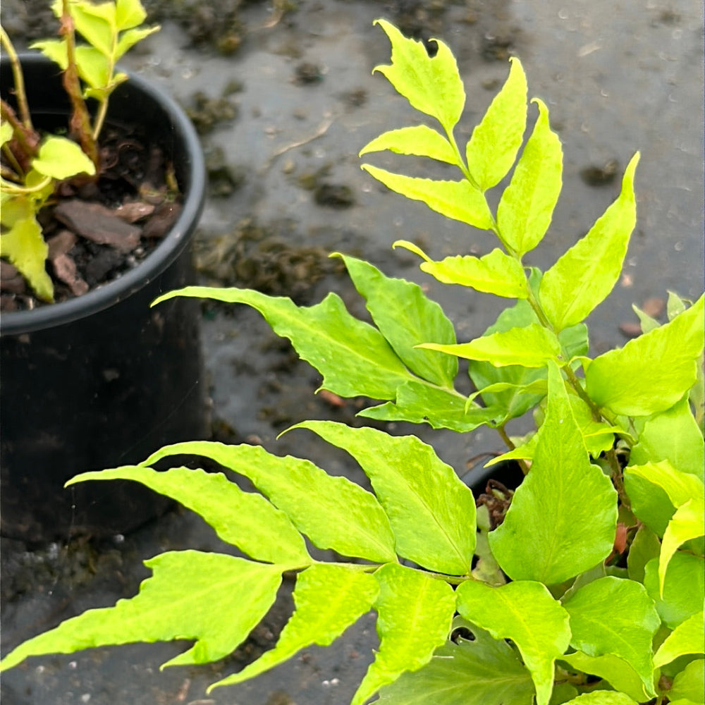 japanese holly fern indoor plant Fern-C. Japanese Holly