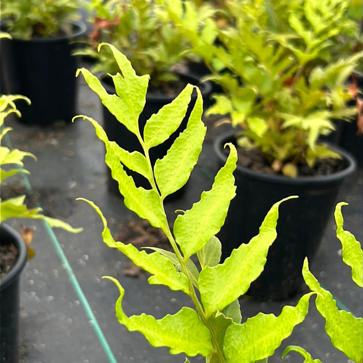 Japanese Holly Fern with glossy dark green holly like fronds