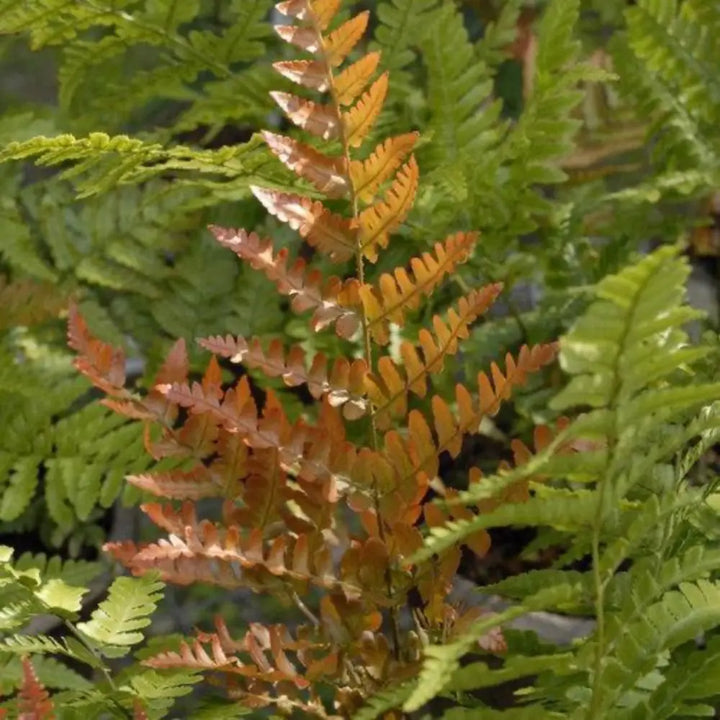 Brilliance Autumn Fern with copper orange new fronds