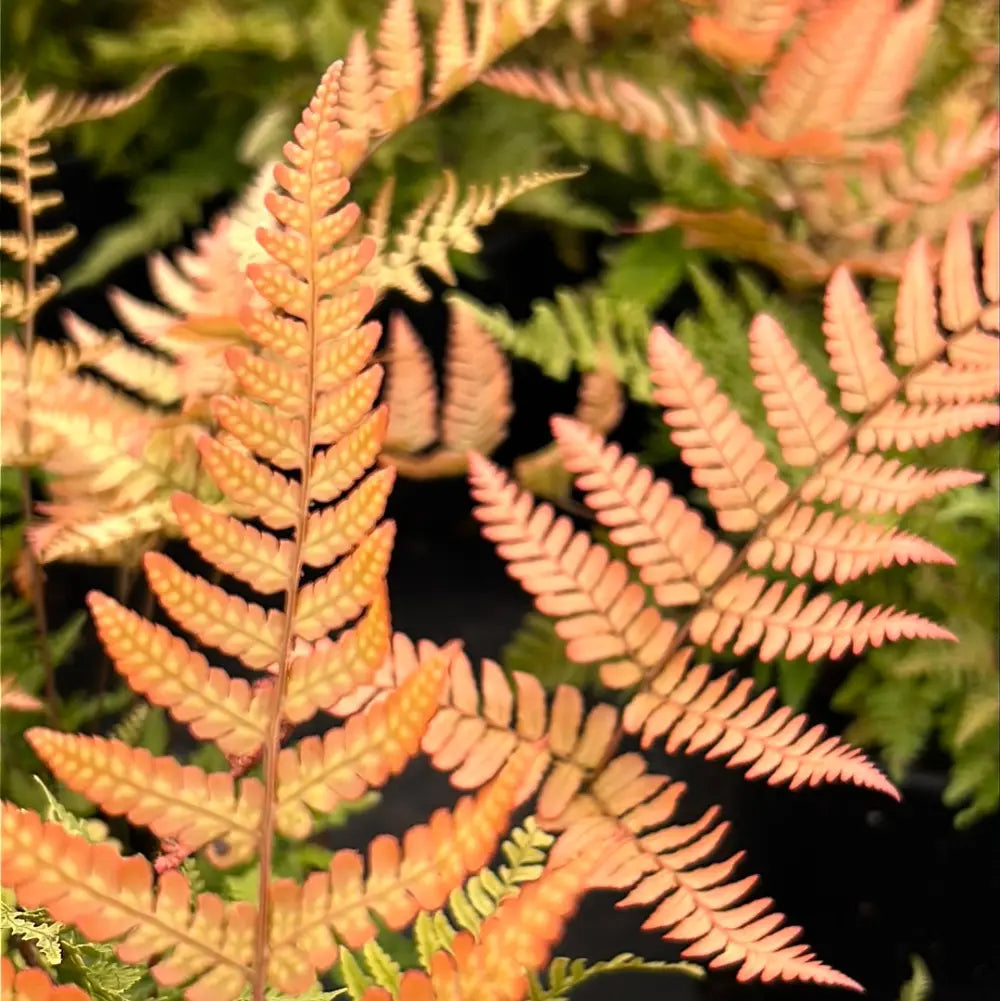 Brilliance Autumn Fern with copper orange new fronds