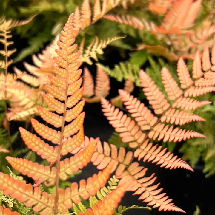 Brilliance Autumn Fern with copper orange new fronds