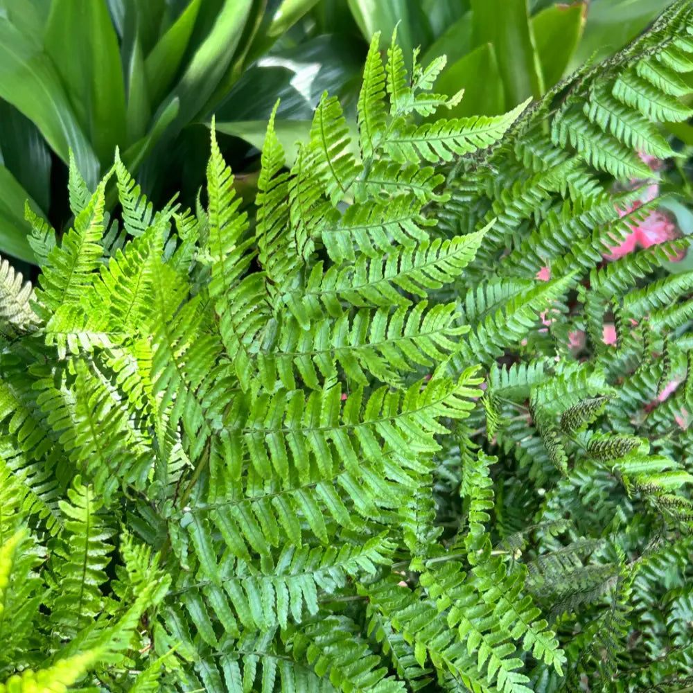Brilliance Autumn Fern with copper orange new fronds