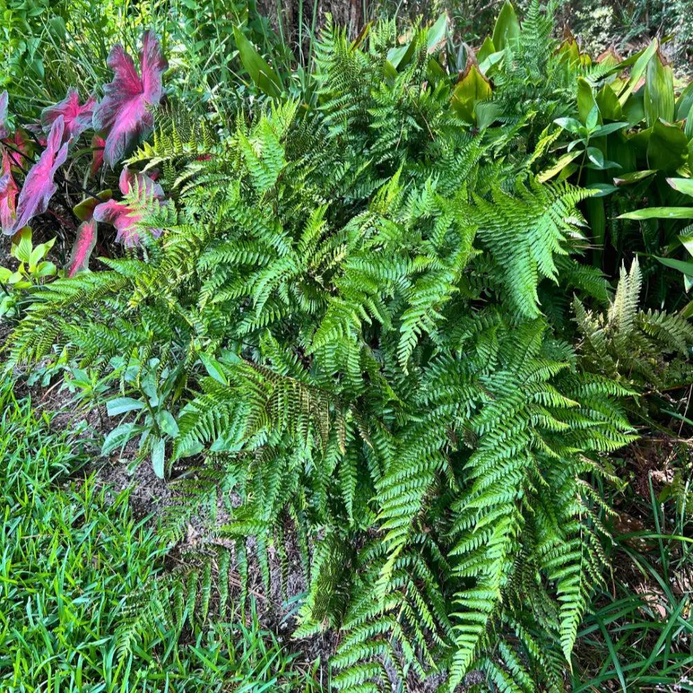 Brilliance Autumn Fern with copper orange new fronds