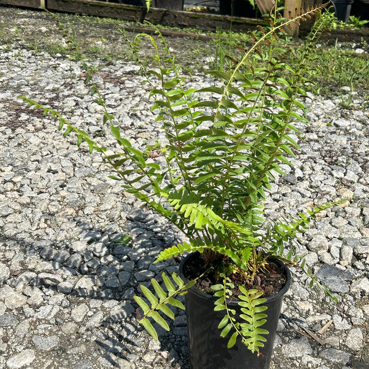 Cinnamon Fern with upright brown fertile fronds and green foliage