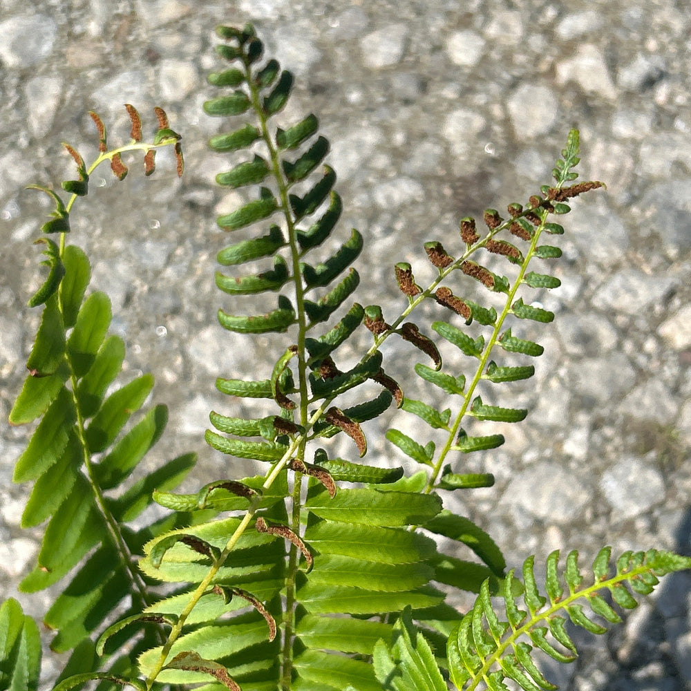 Cinnamon Fern with upright brown fertile fronds and green foliage
