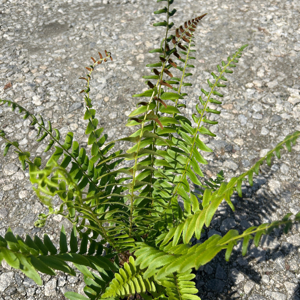 Cinnamon Fern with upright brown fertile fronds and green foliage