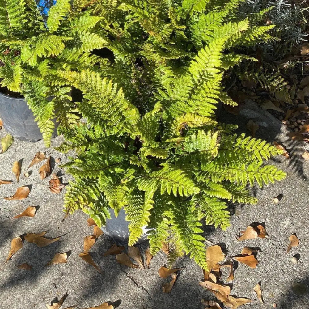 tassel fern potting mix Fern--P. Tassel