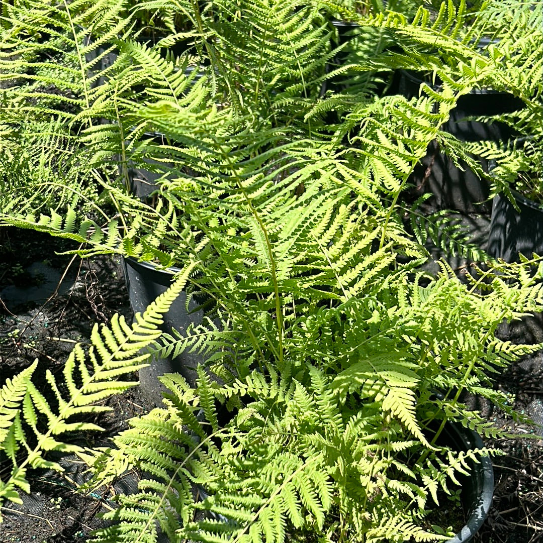 Southern Wood Fern with tall arching green fronds