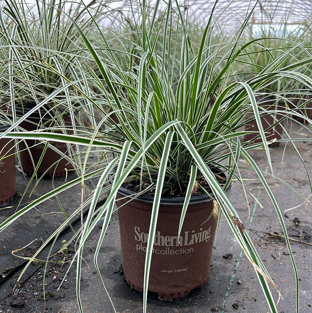 Carex Evercolor Everest ornamental grass, a lush green evergreen shrub, shown in a 1-gallon pot with dense foliage.