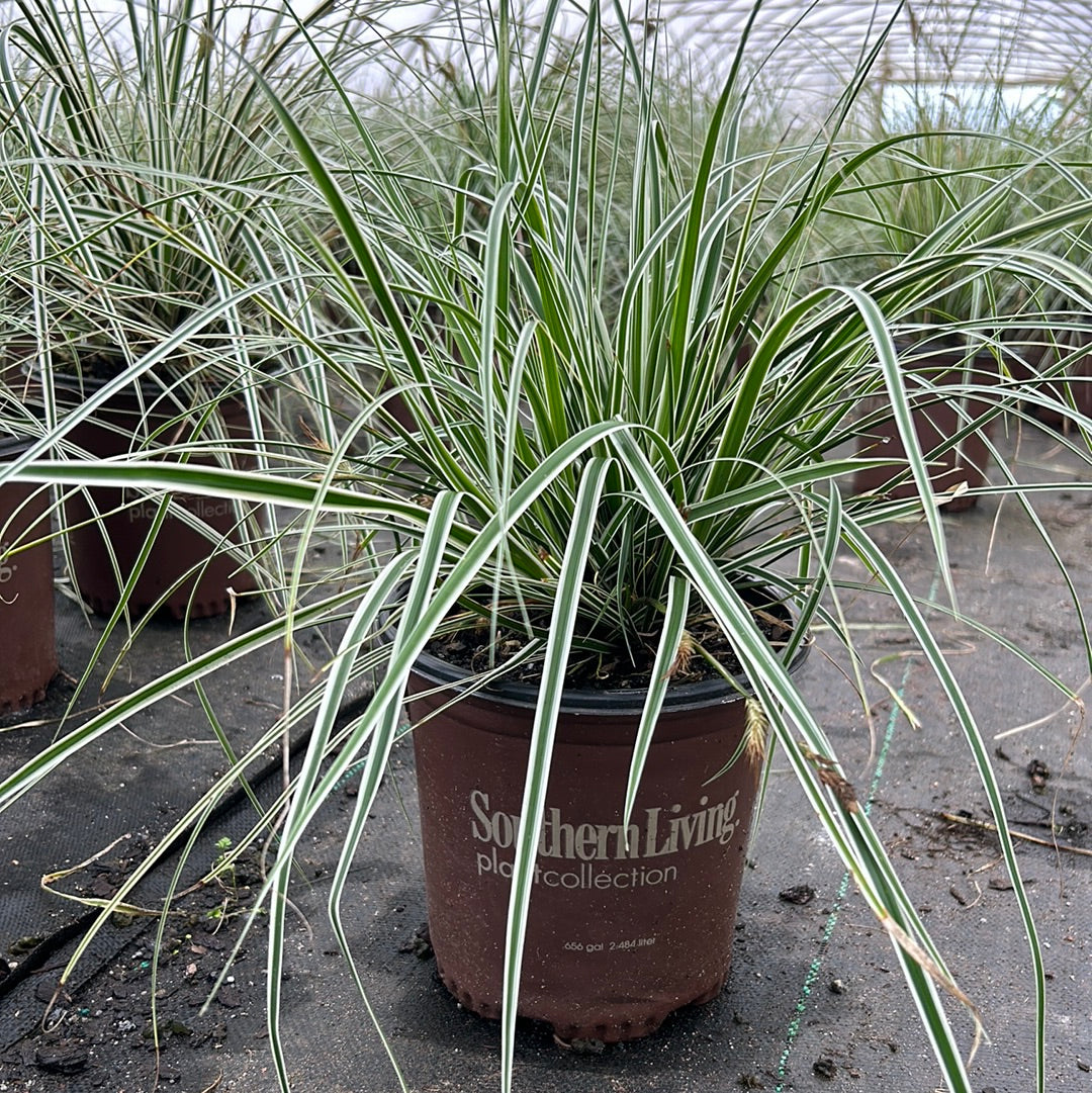 Carex Evercolor Everest ornamental grass, a lush green evergreen shrub, shown in a 1-gallon pot with dense foliage.