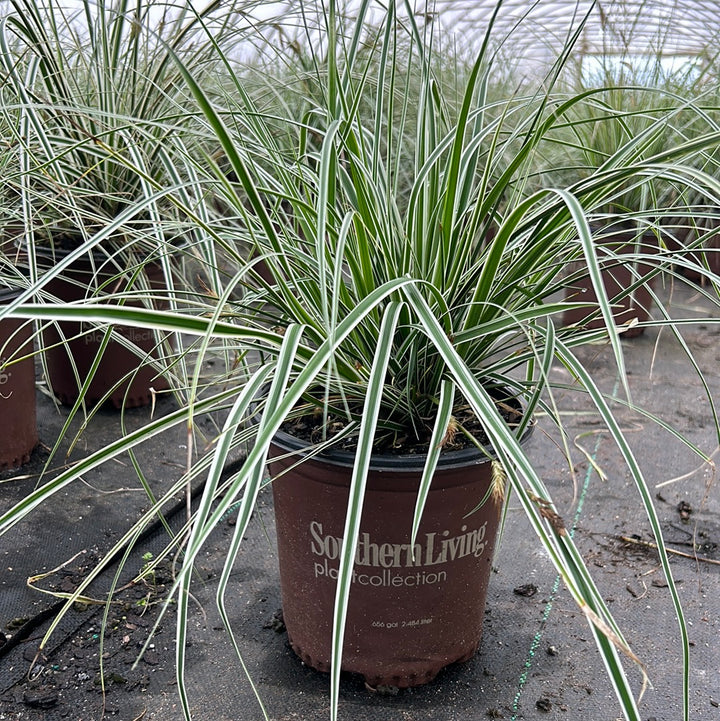 Evergreen Carex Evercolor® Everest | GoBuyPlants