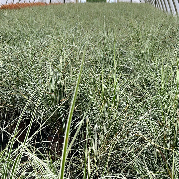 Evergreen Carex Evercolor® Everest | GoBuyPlants