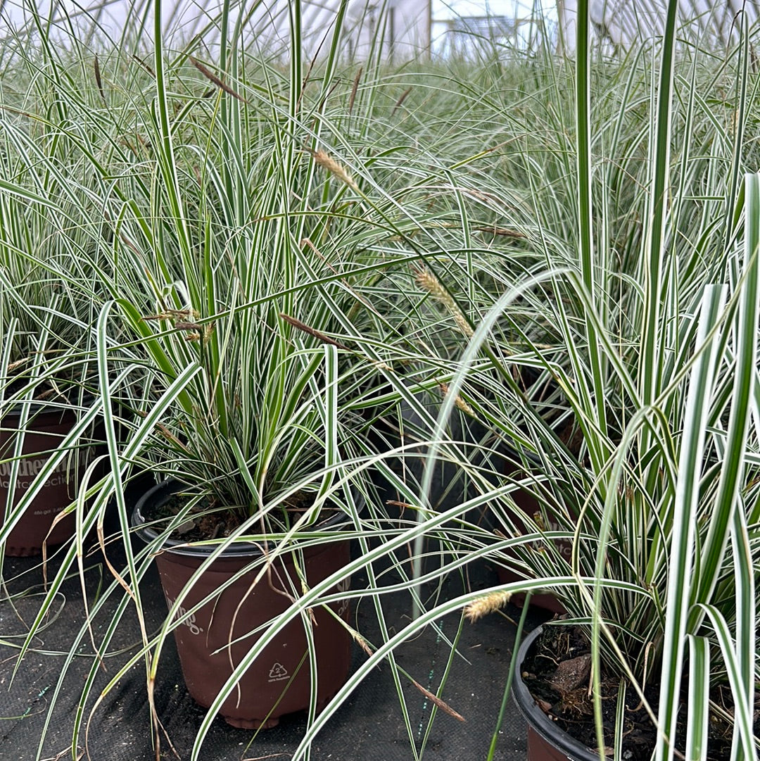 Carex Evercolor® Everest
