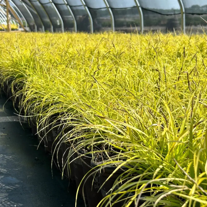 EverColor Everillo Sedge with cascading lime green and golden foliage
