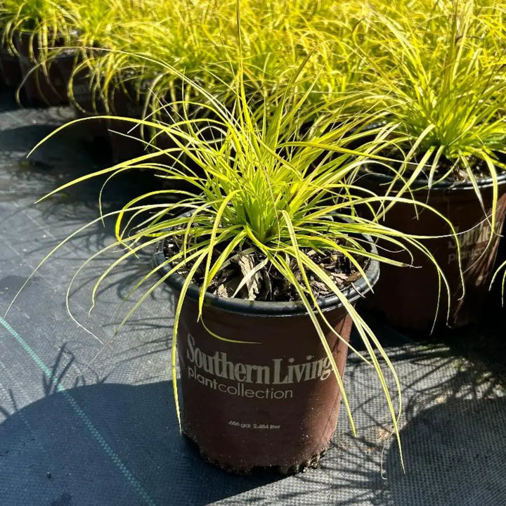 EverColor Everillo Sedge with cascading lime green and golden foliage