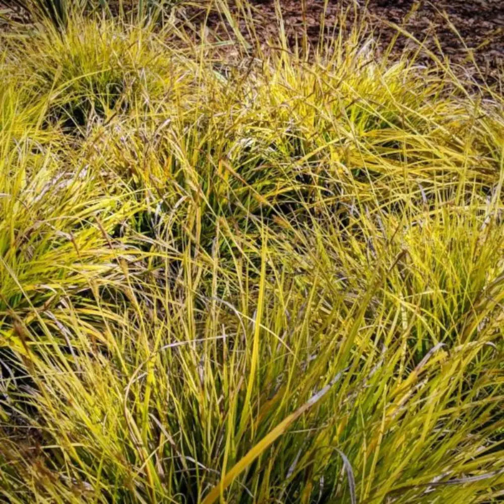 EverColor Everillo Sedge with cascading lime green and golden foliage