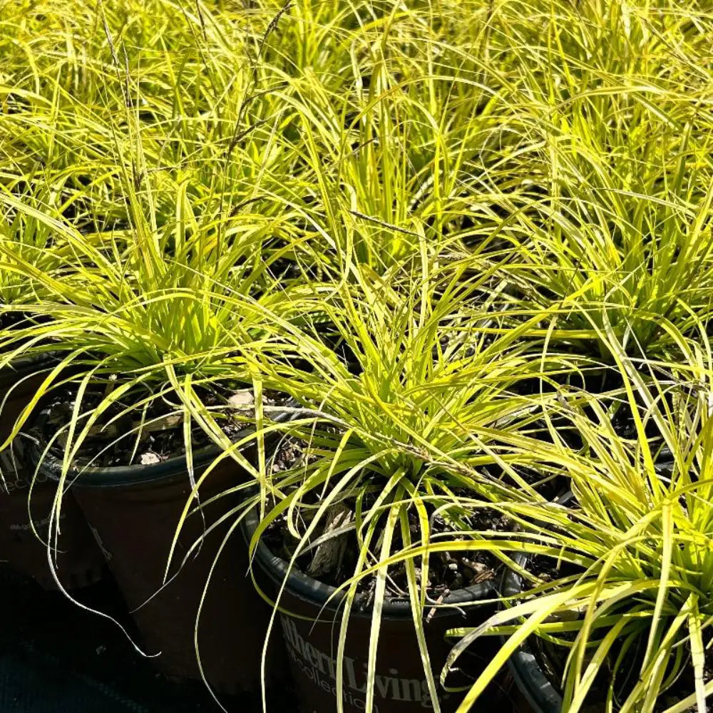 EverColor Everillo Sedge with cascading lime green and golden foliage