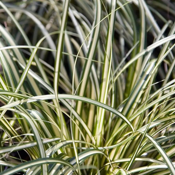 Evergold Sedge with creamy yellow centers and dark green leaf edges