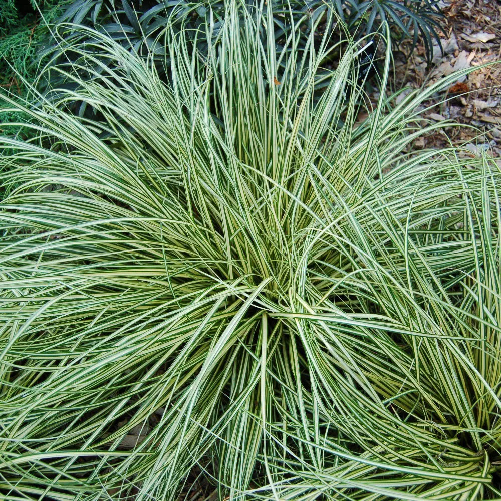 Evergold Sedge with creamy yellow centers and dark green leaf edges
