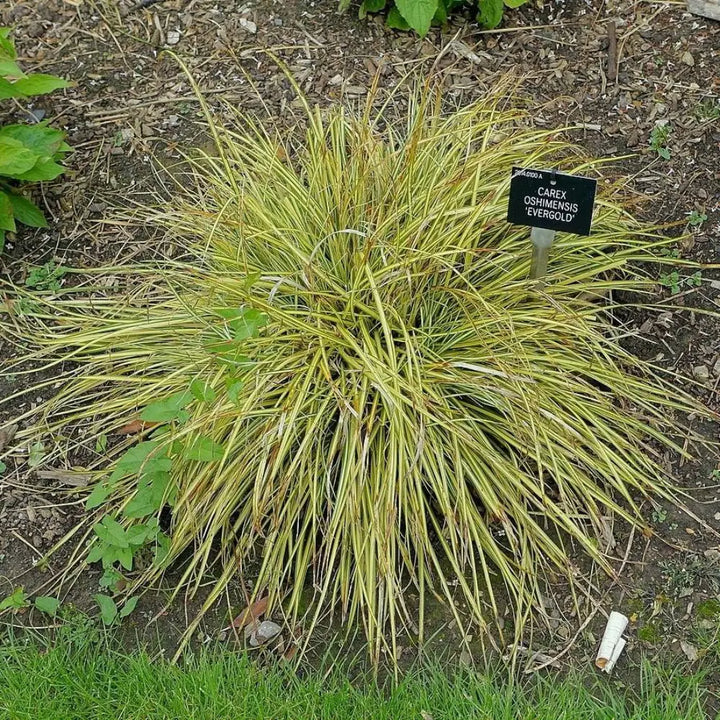 Evergold Sedge with creamy yellow centers and dark green leaf edges