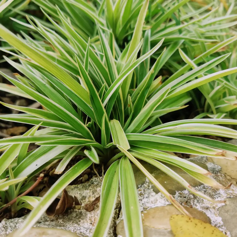 liriope variegata Liriope Variegata