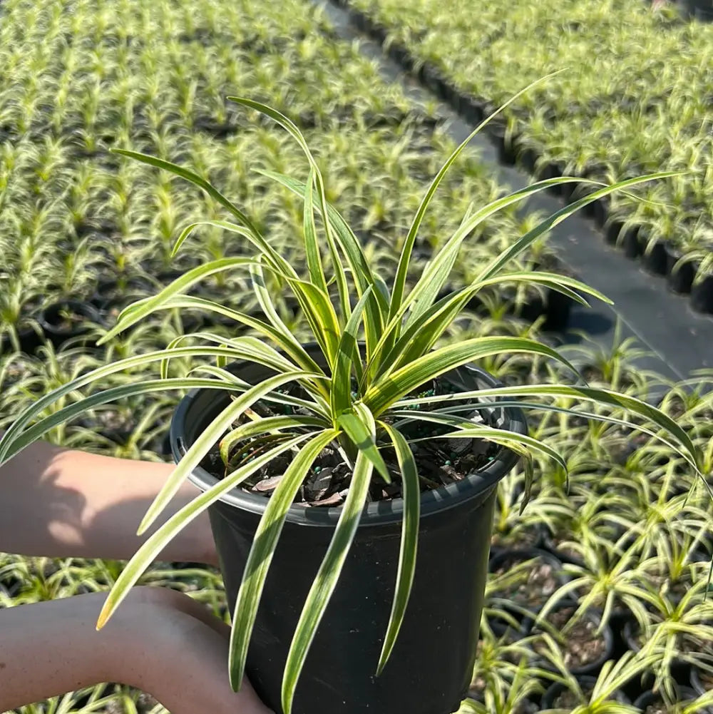 Liriope Variegata | GoBuyPlants