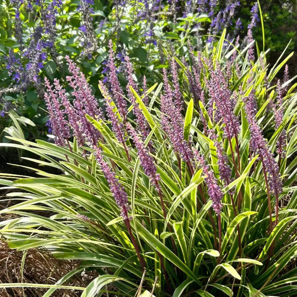 Variegated Liriope with creamy striped foliage and purple flowers