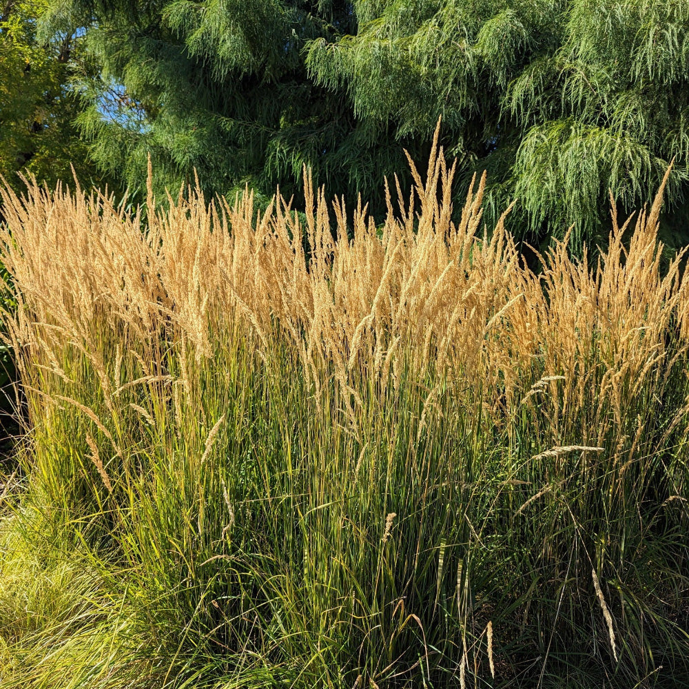 Karl Foerster Feather Reed Grass showing its characteristic foliage and growth habit