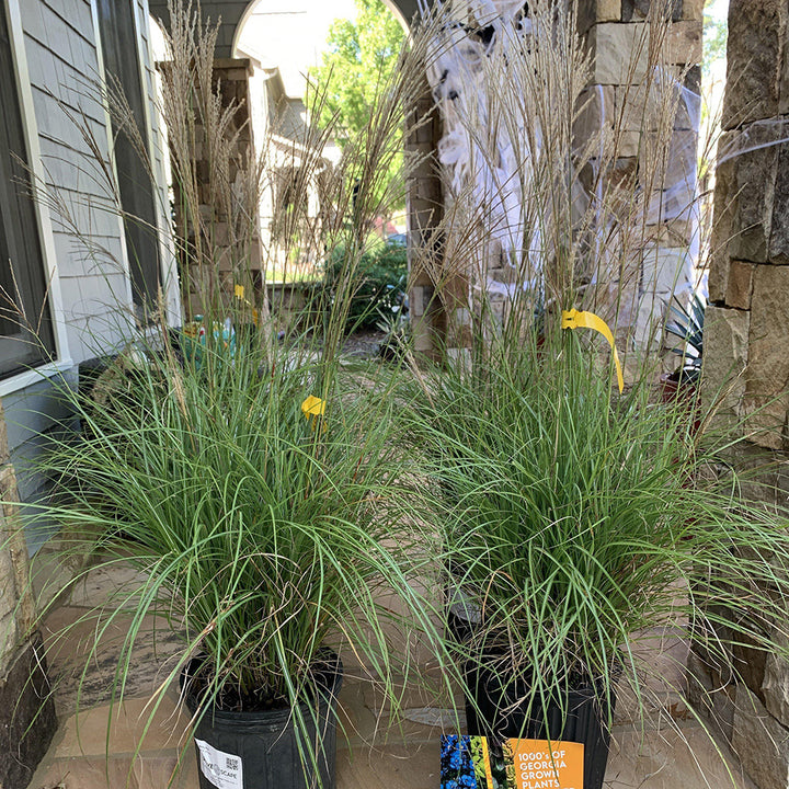 Adagio Maiden Grass with silver green foliage and airy pink plumes