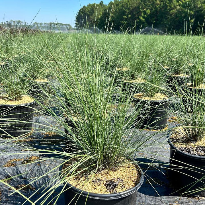 White Cloud Muhly Grass with airy ivory plumes and blue green foliage