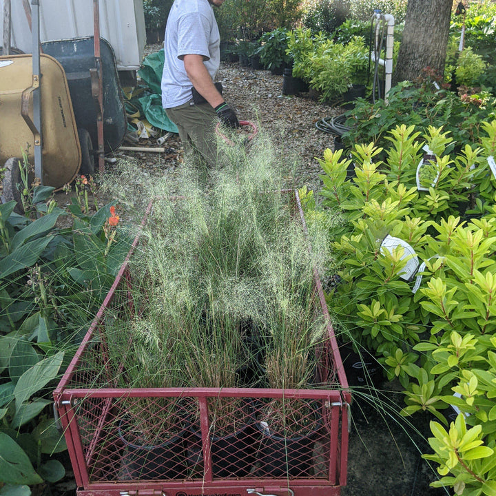 White Cloud Muhly Grass with airy ivory plumes and blue green foliage