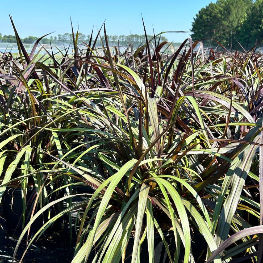 First Knight Napier Grass with near black purple foliage