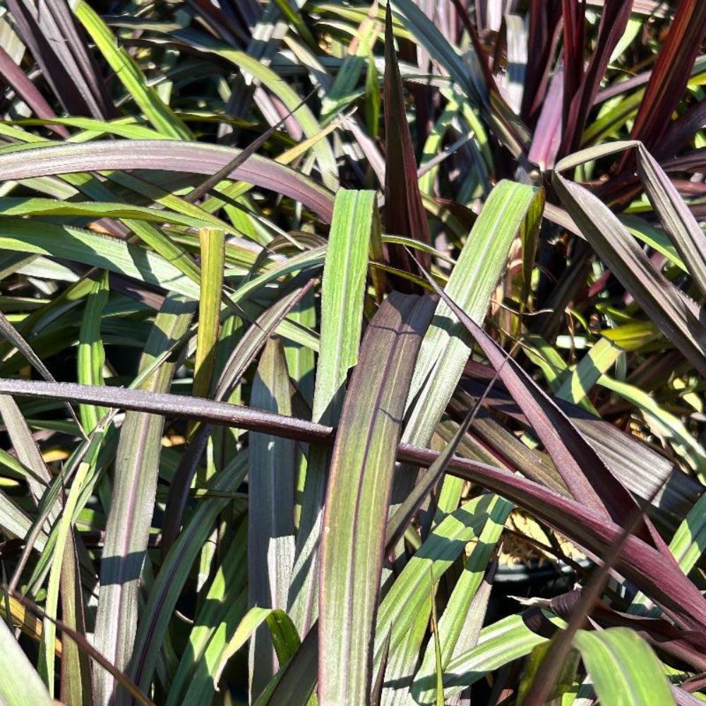First Knight Napier Grass with near black purple foliage