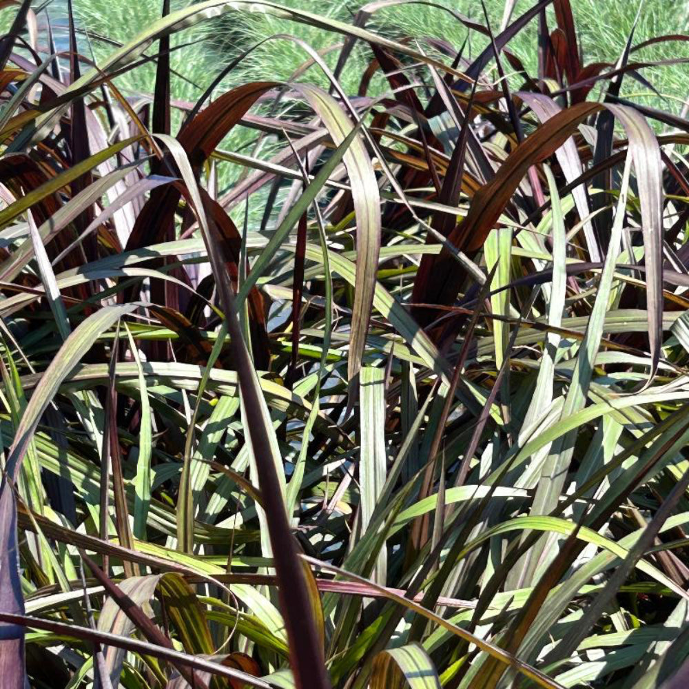 First Knight Napier Grass with near black purple foliage